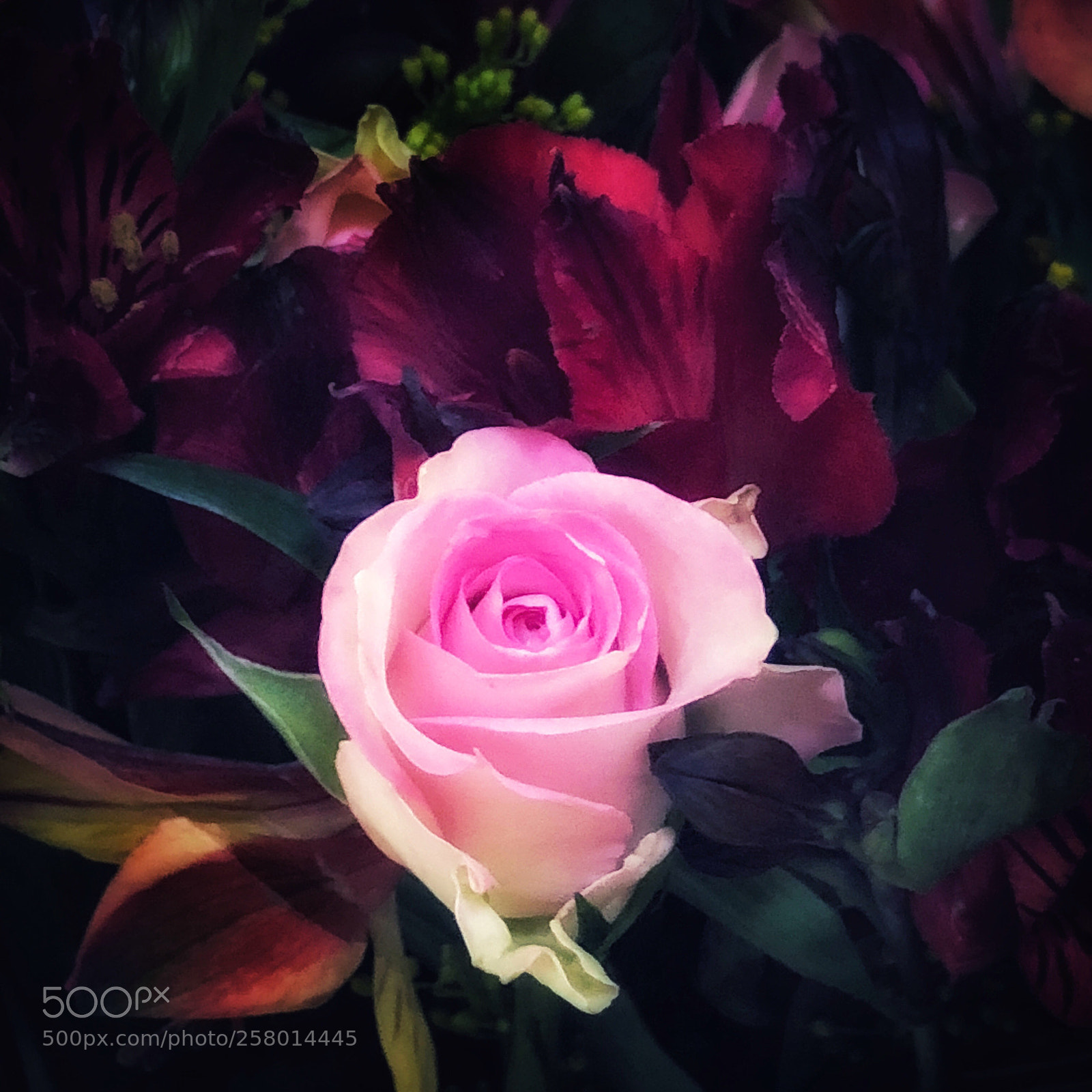 Apple iPhone X sample photo. Mother s day rose photography