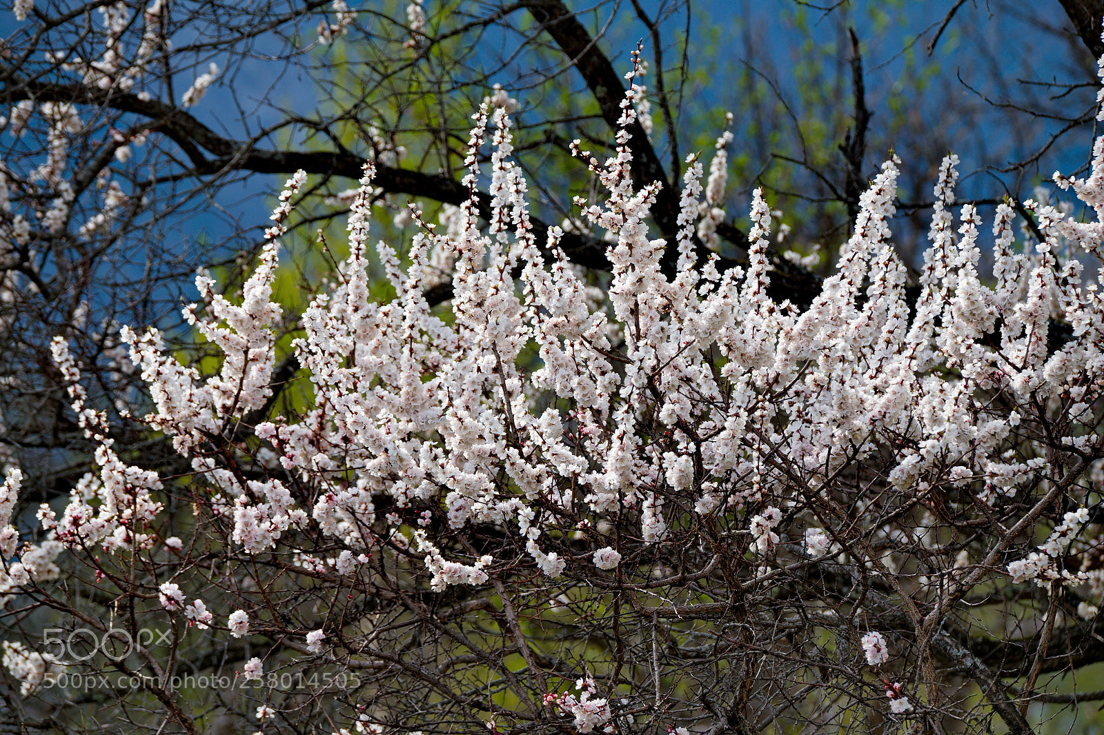 Fujifilm X-T1 sample photo. Russia. flowering apricots on photography