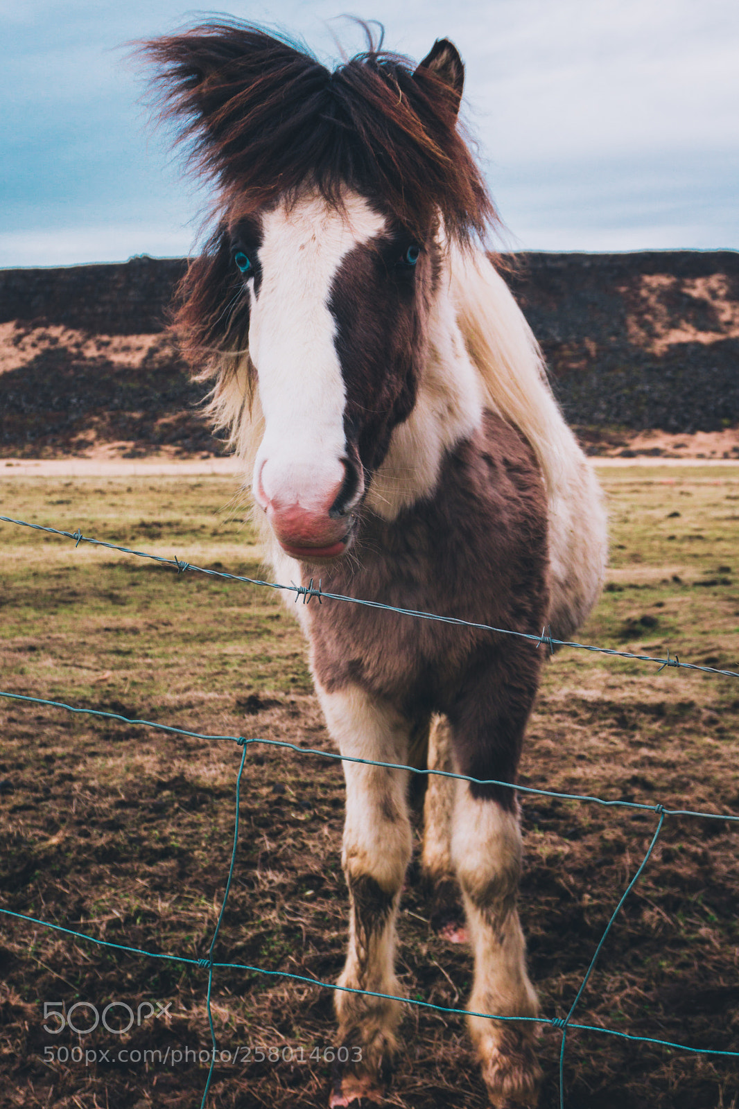 Sony a6000 sample photo. Look at his eyes photography