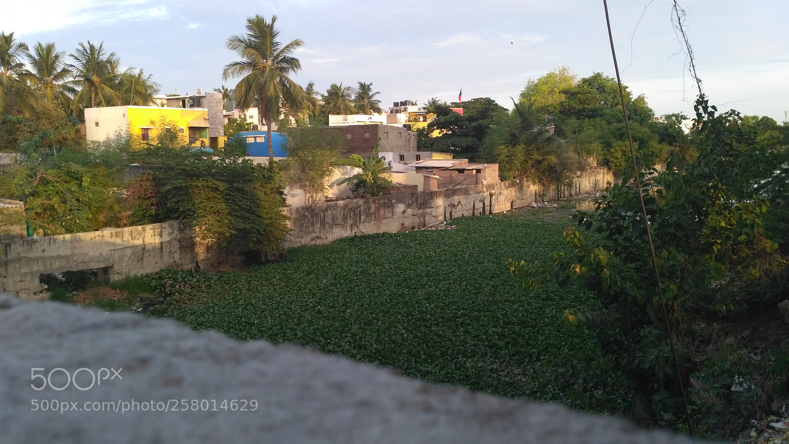 Xiaomi Redmi 3S sample photo. Buckingham canal photography