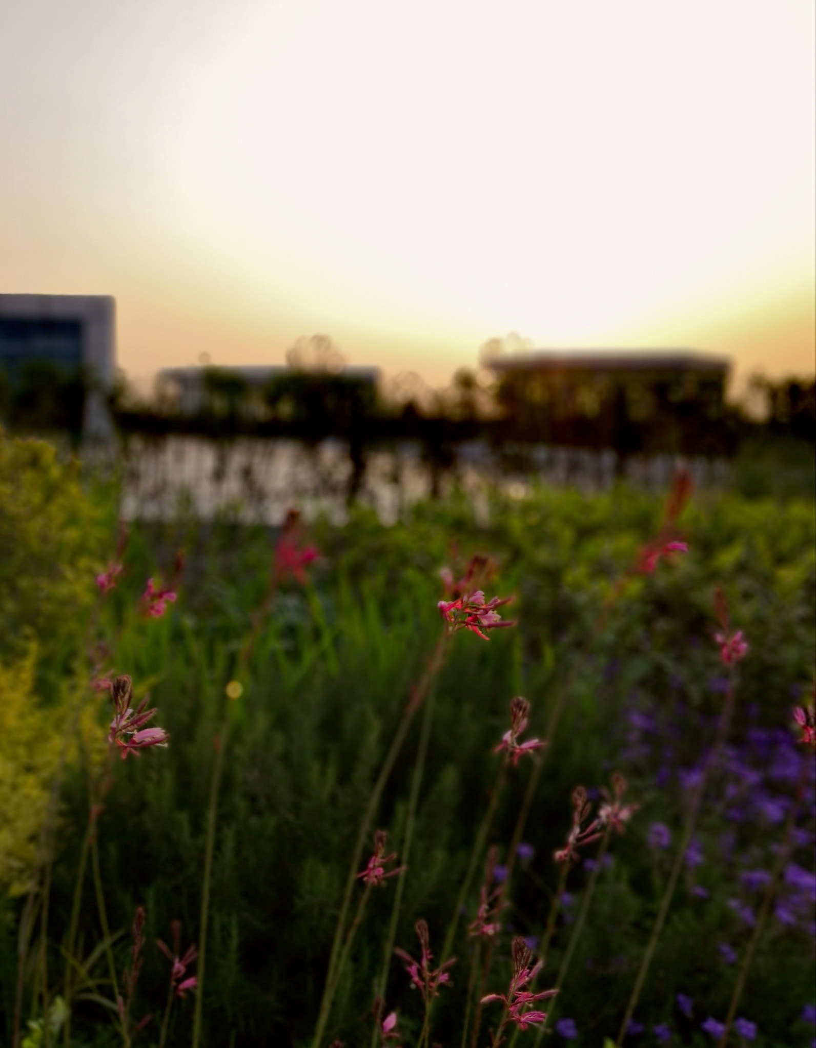 HUAWEI Honor 10 sample photo. Small flowers under sunset photography