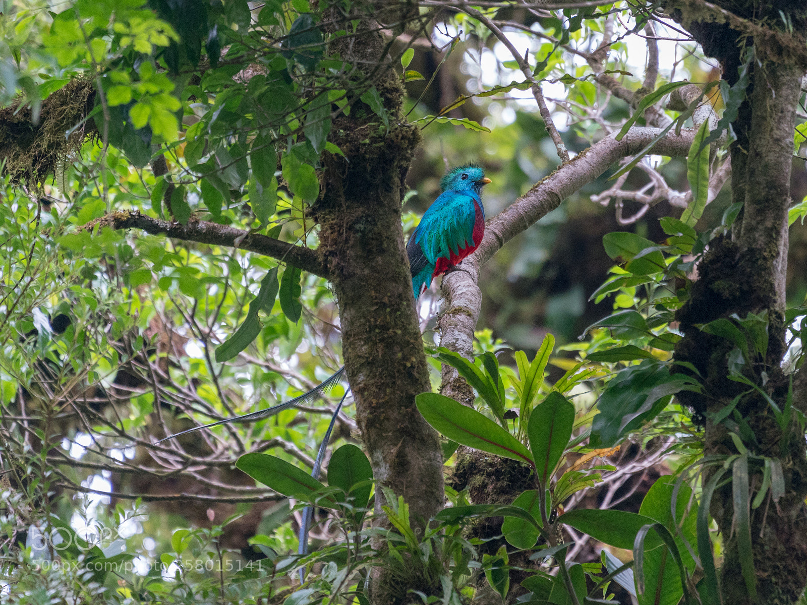 Sony a9 sample photo. Male quetzal photography