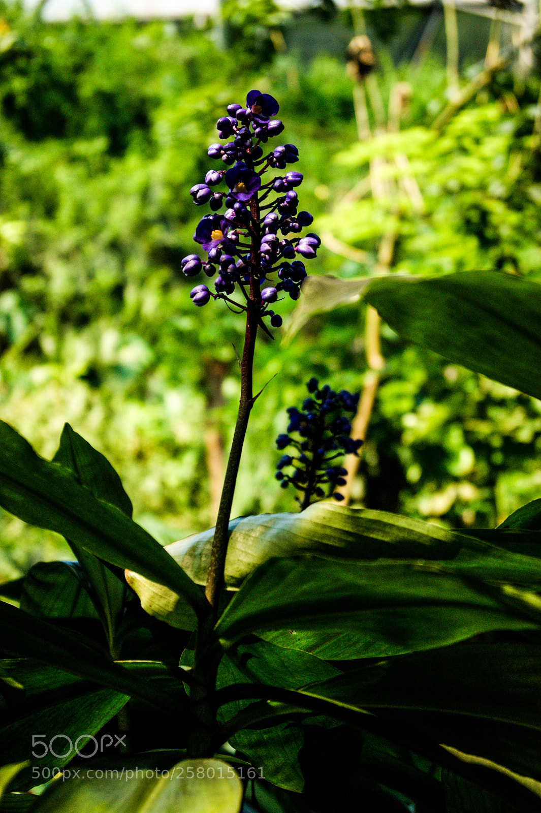 Sony Alpha DSLR-A290 sample photo. Sony dsc photography