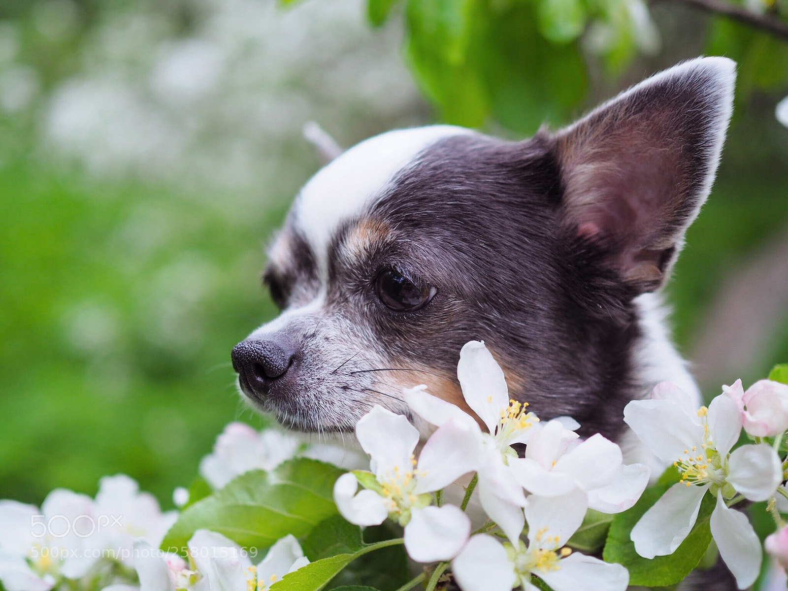 Olympus OM-D E-M10 II sample photo. My sweetheart bonnie photography