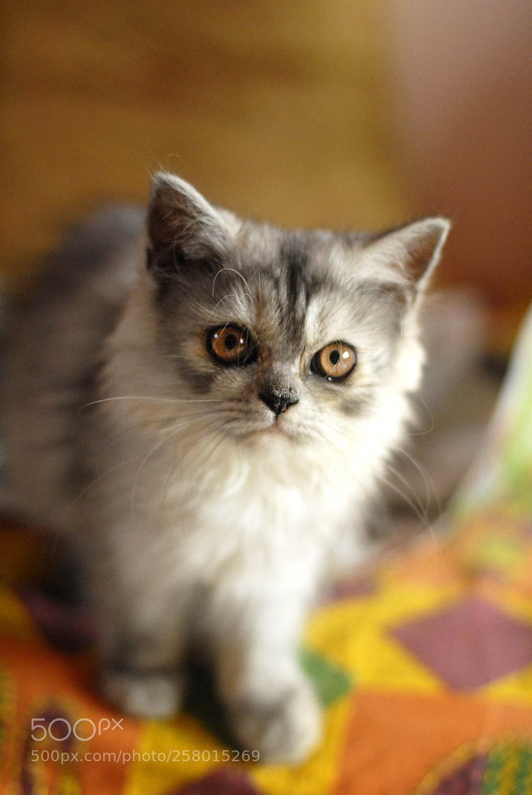 Nikon D200 sample photo. That look ! photography