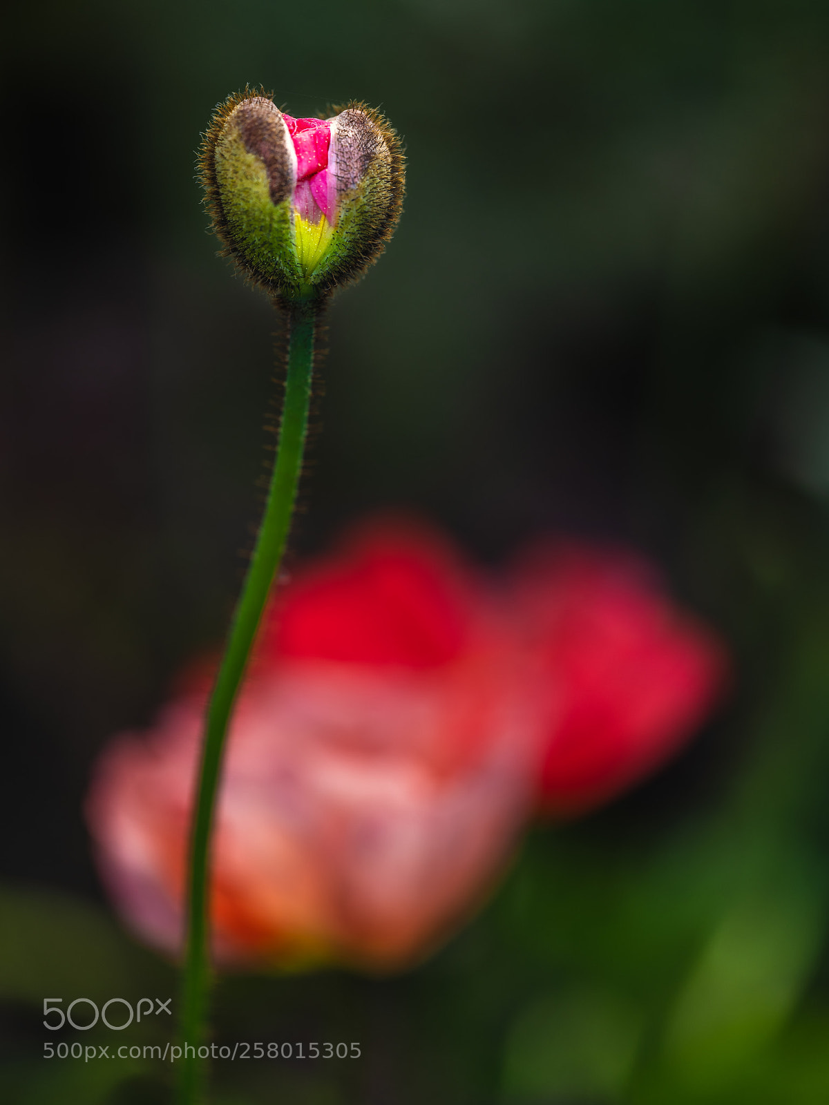 Fujifilm GFX 50S sample photo. Gifting my birthday wishes photography
