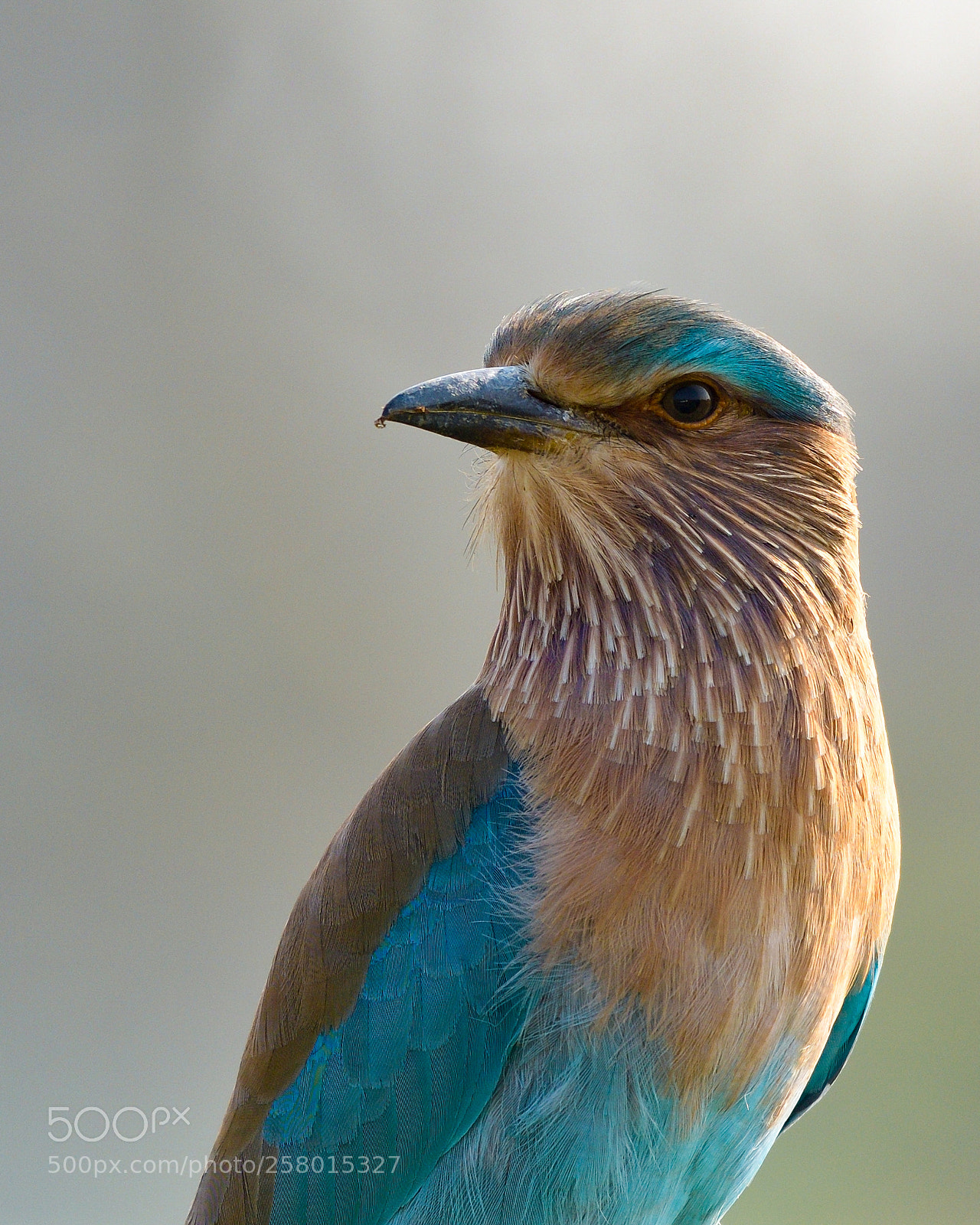 Nikon D500 sample photo. Indian roller photography