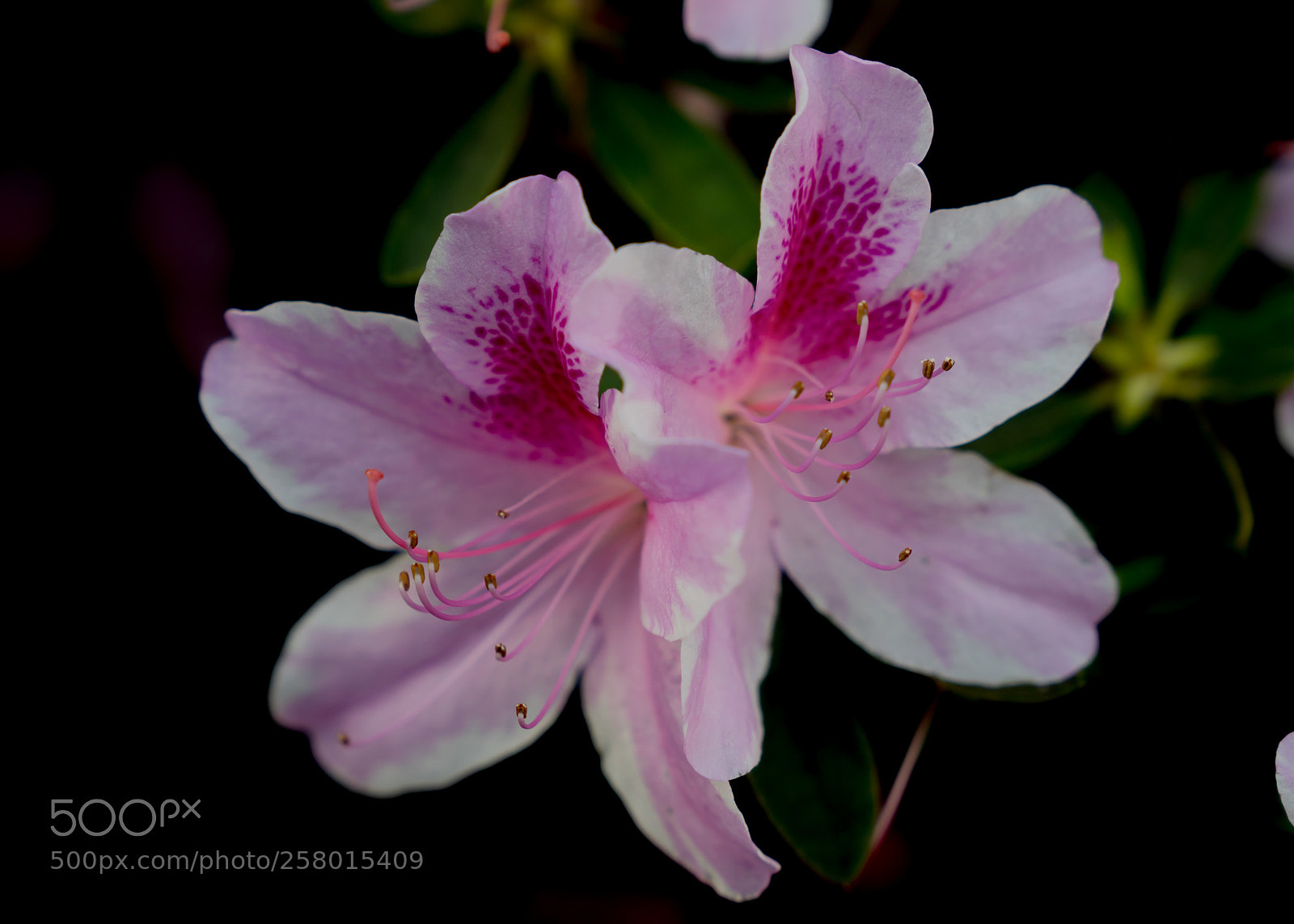 Sony a7 II sample photo. Dsc photography