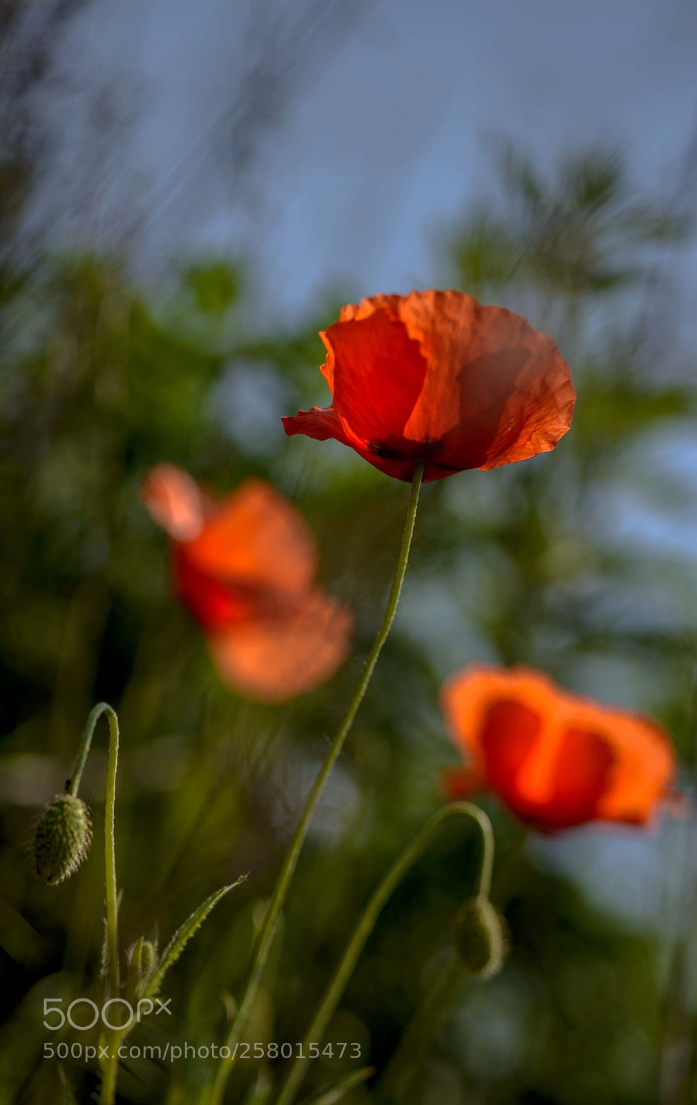 Nikon D800 sample photo. Klaprozen photography