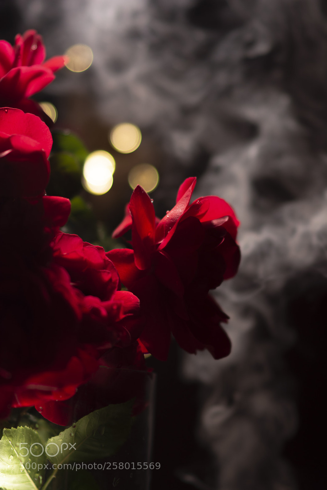 Nikon D5200 sample photo. Everything is coming up photography