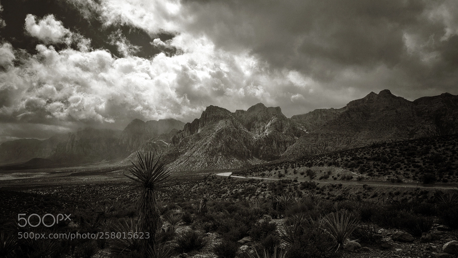 Nikon D5100 sample photo. Yucca road photography