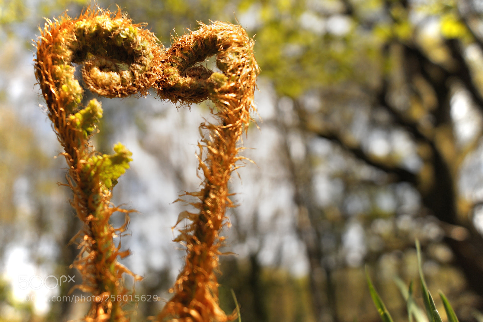 Sony SLT-A58 sample photo. Nature loves us photography