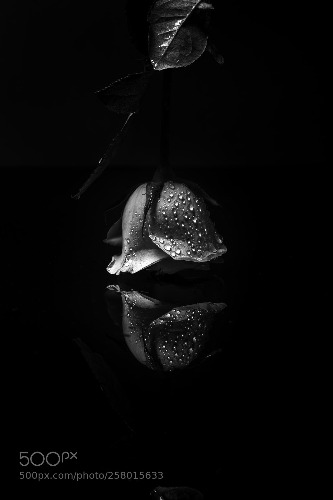 Nikon D610 sample photo. Rose photography