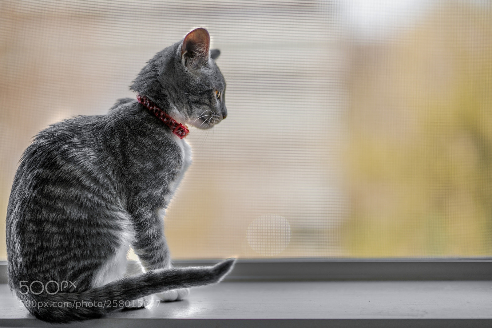 Sony a7R II sample photo. Tail point photography