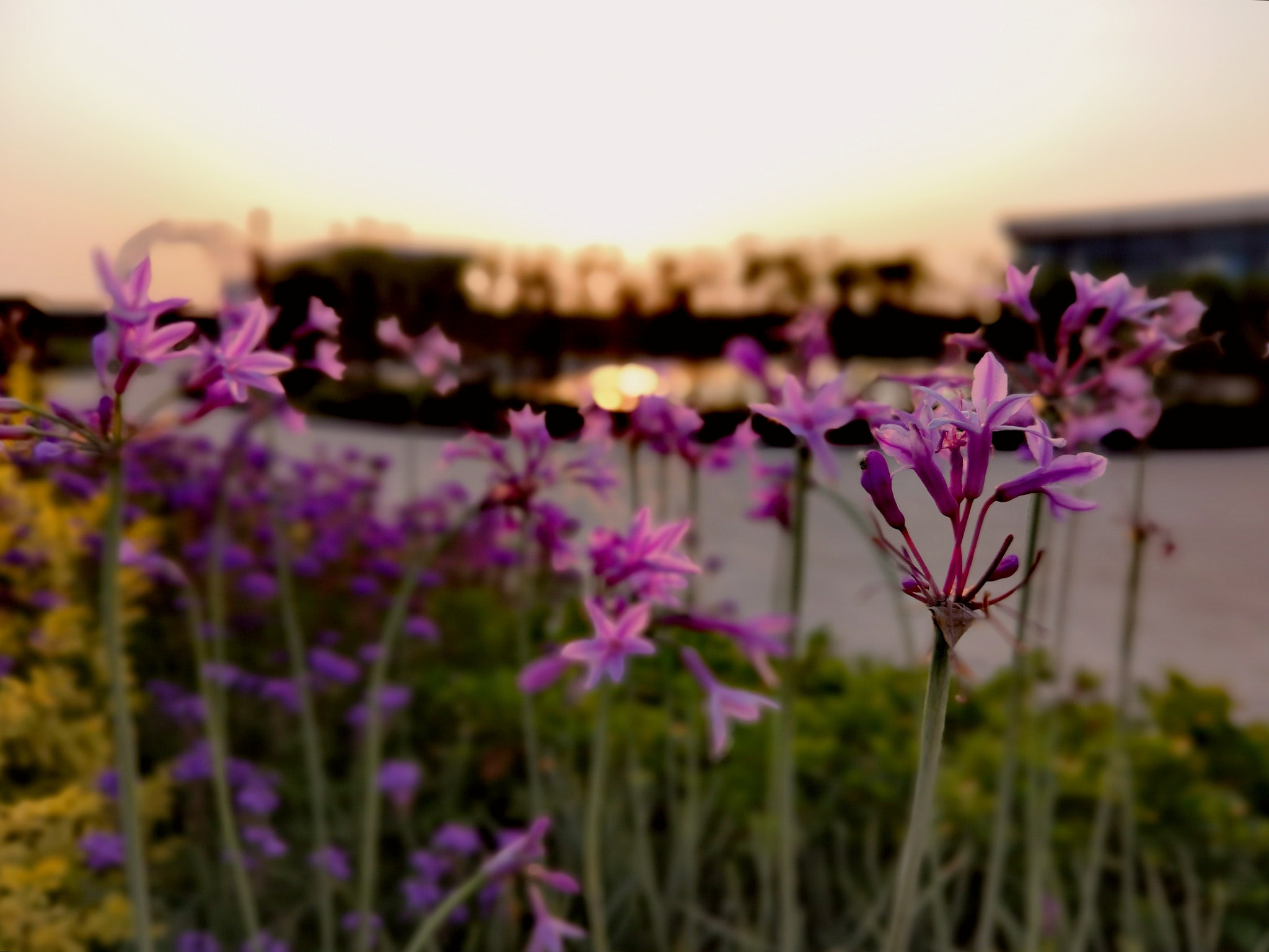 HUAWEI Honor 10 sample photo. Small purple flowers under sunset photography