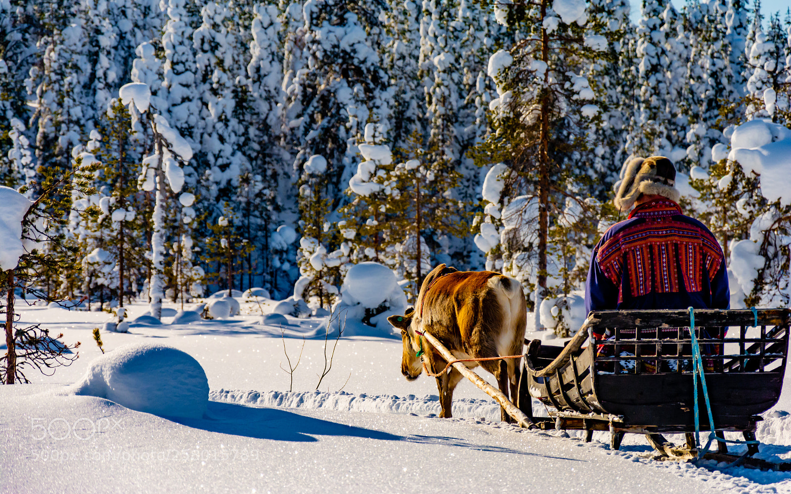 Nikon D7100 sample photo. Musher photography