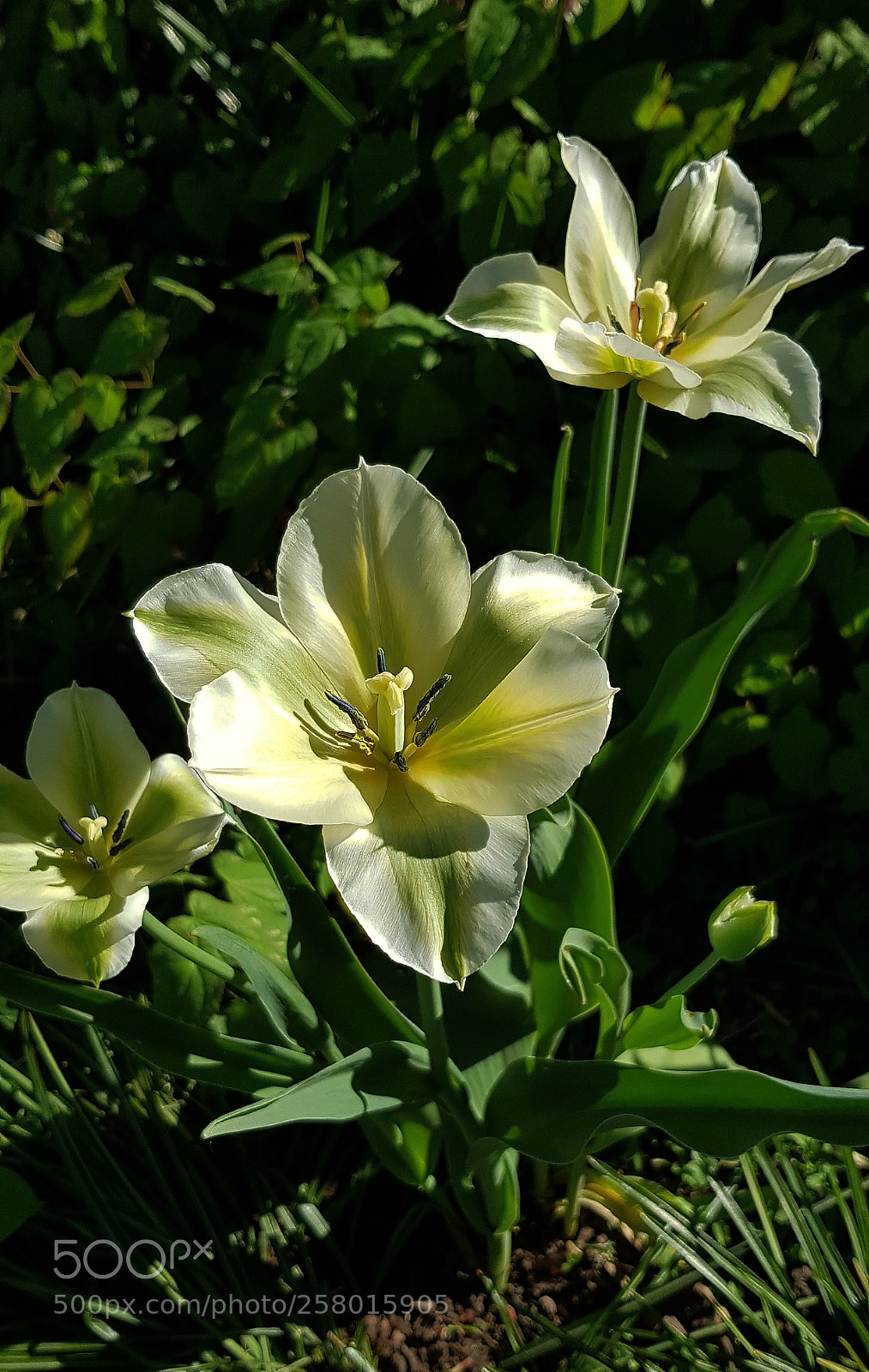 Samsung Galaxy S8 sample photo. Three white tulips in photography