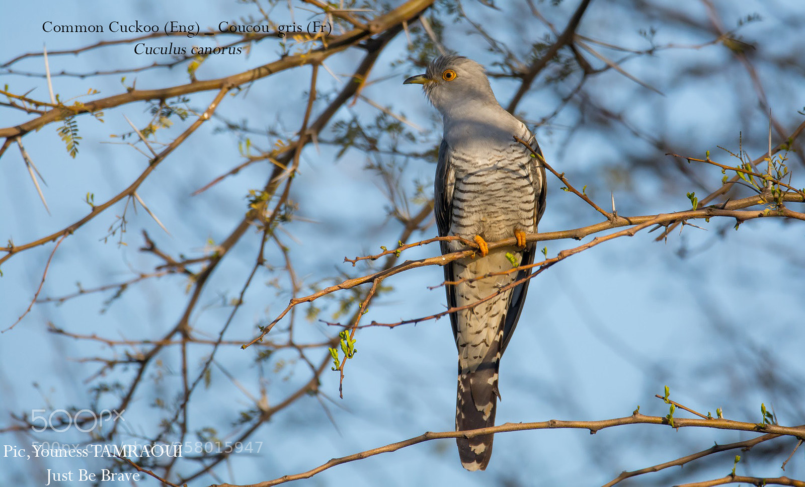 Nikon D7100 sample photo. Common cuckoo photography