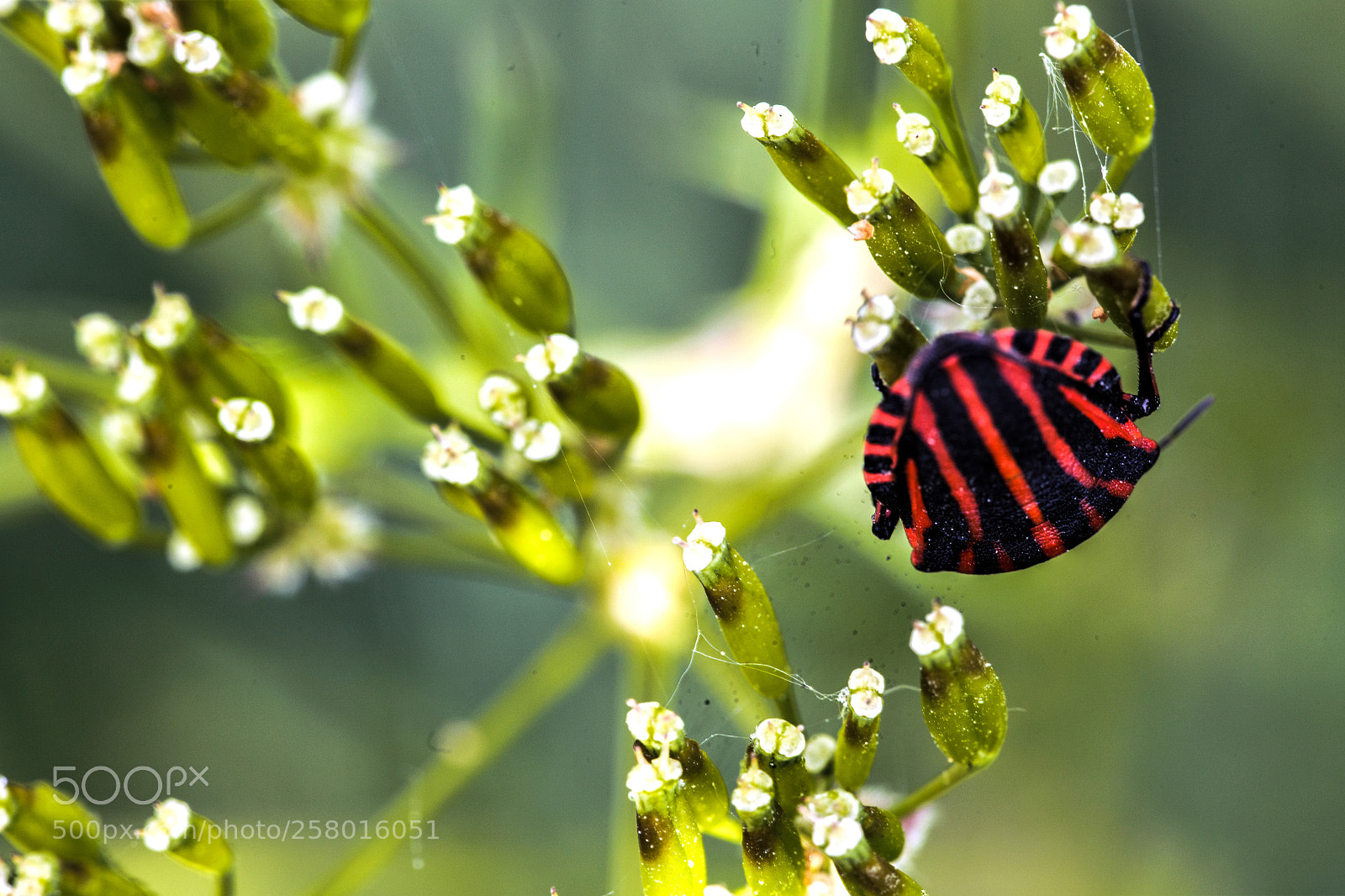 Canon EOS 6D sample photo. Stripes photography