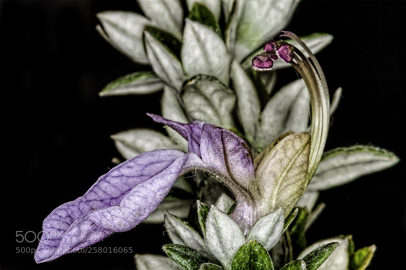 Canon EOS 5D Mark II sample photo. Springs photography