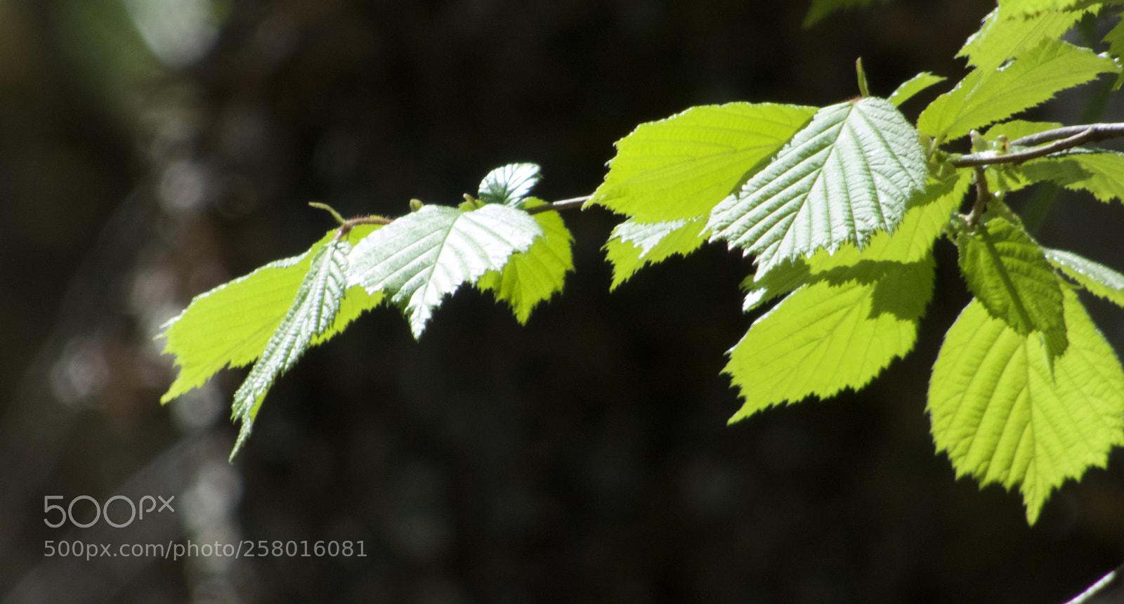 Panasonic DMC-FZ72 sample photo. Hazel leaves photography