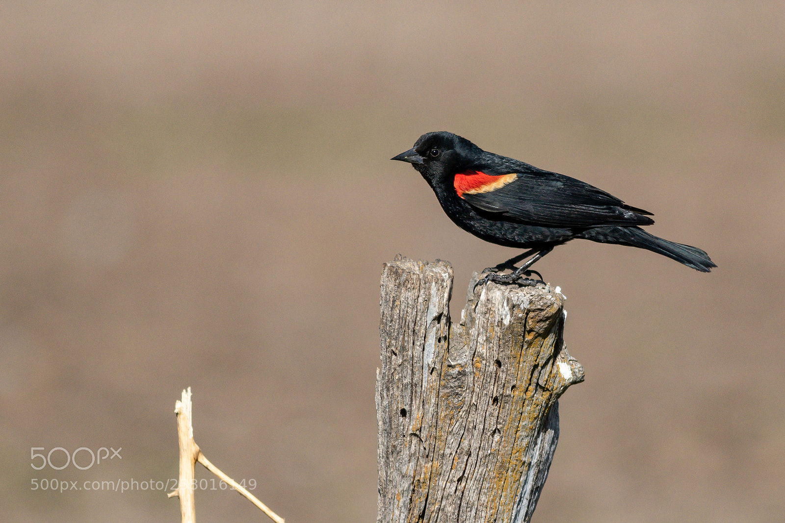 Canon EOS 7D Mark II sample photo. Red winged blackbird on photography