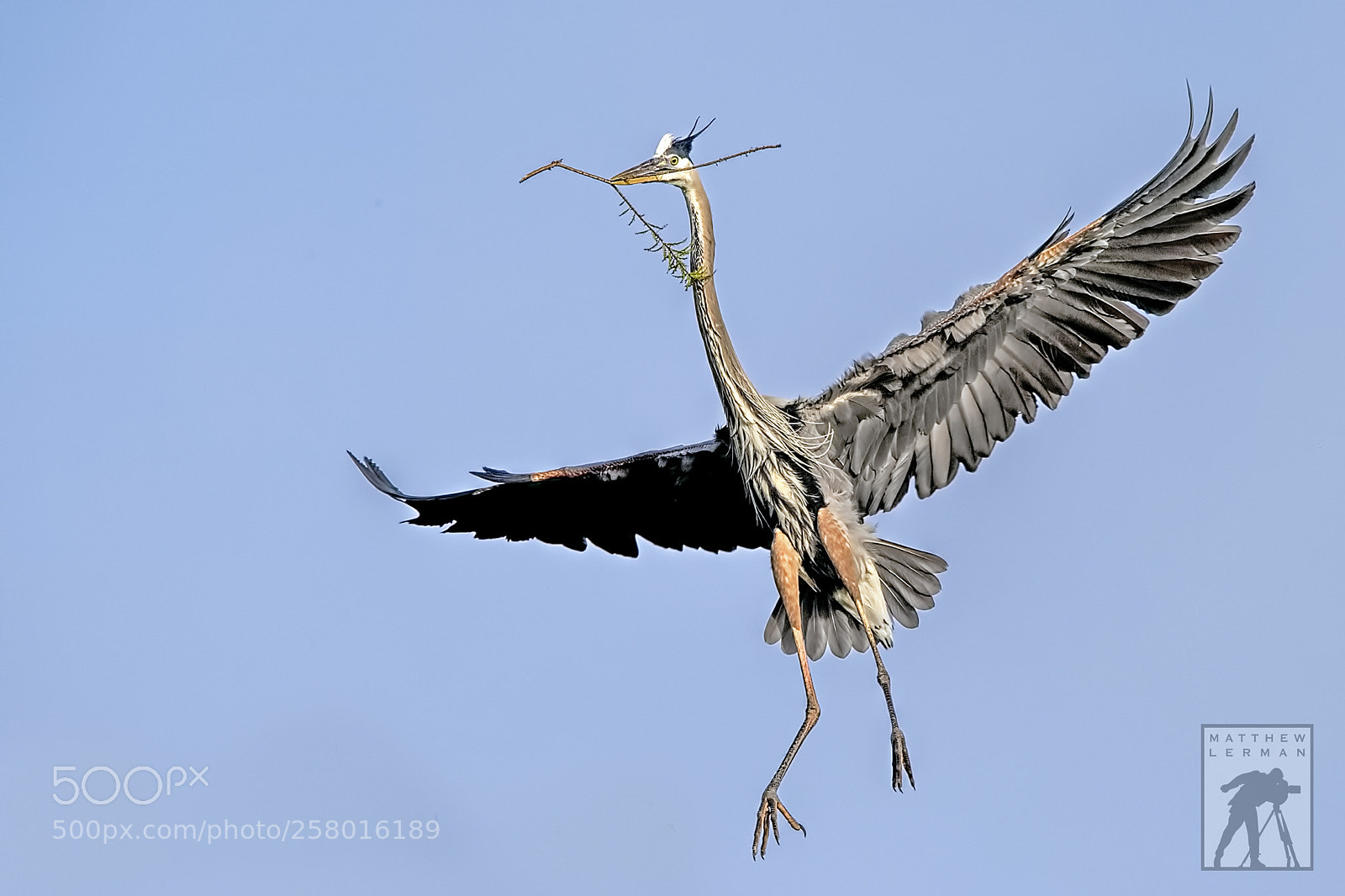 Nikon D810 sample photo. Nest building 1798 photography