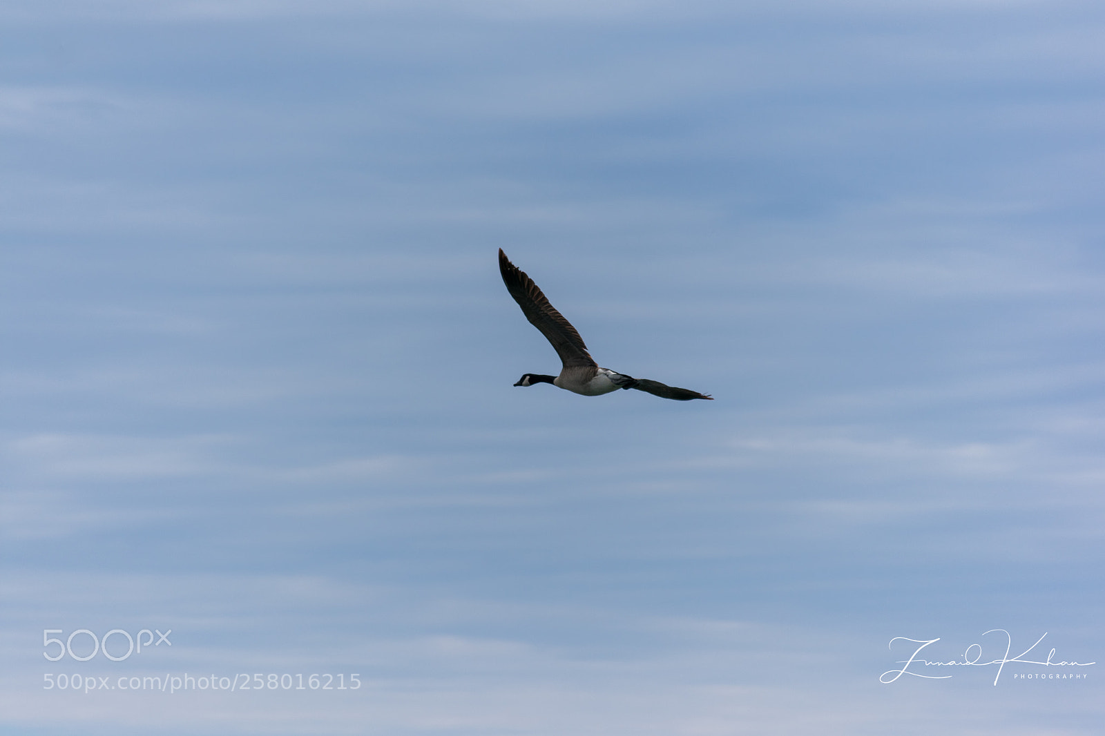 Nikon D3400 sample photo. Canada goose  photography