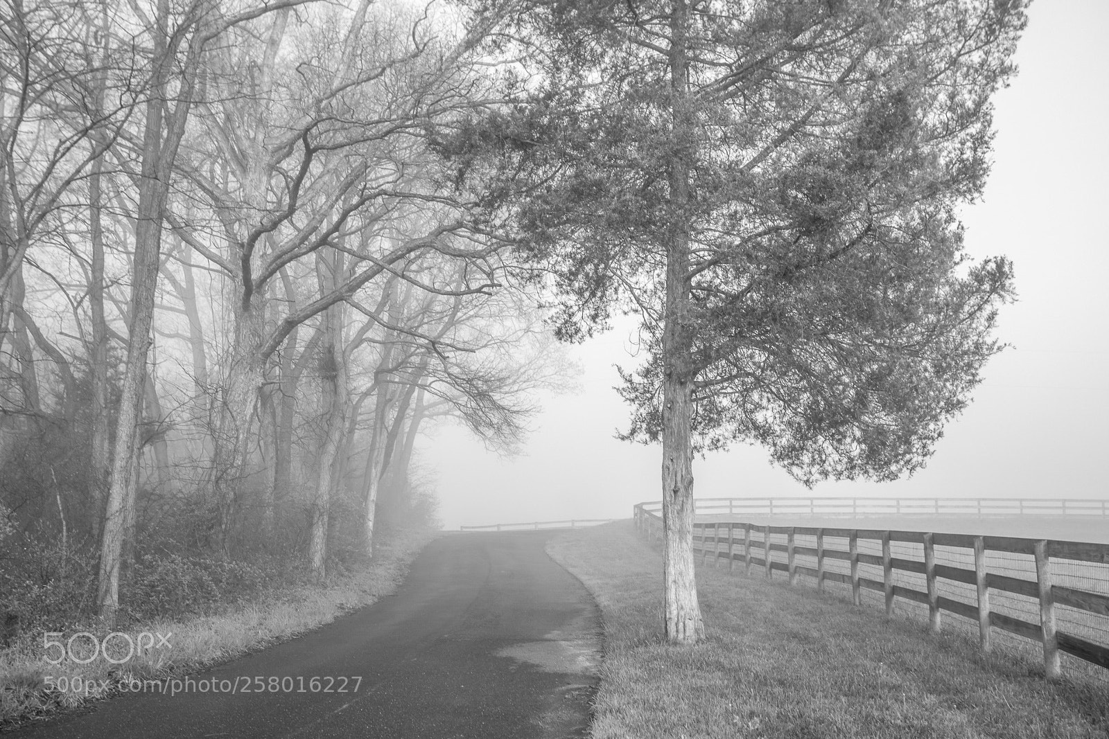 Canon EOS 5D Mark IV sample photo. Foggy morning photography
