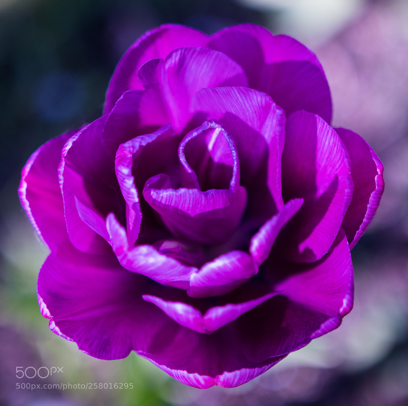 Canon EOS 80D sample photo. A vivid tulip blossom photography