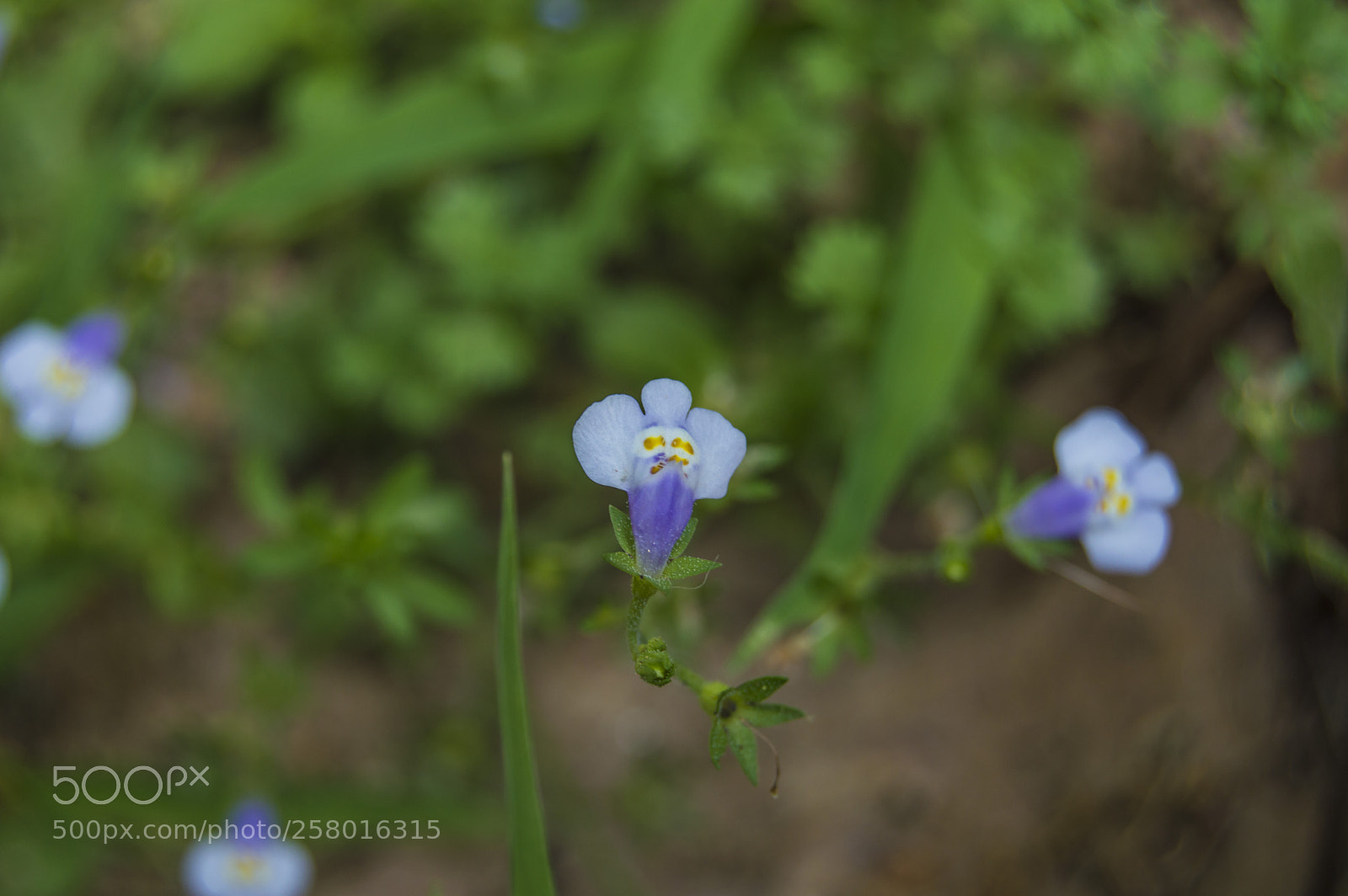 Nikon D3200 sample photo. Tiny flower photography