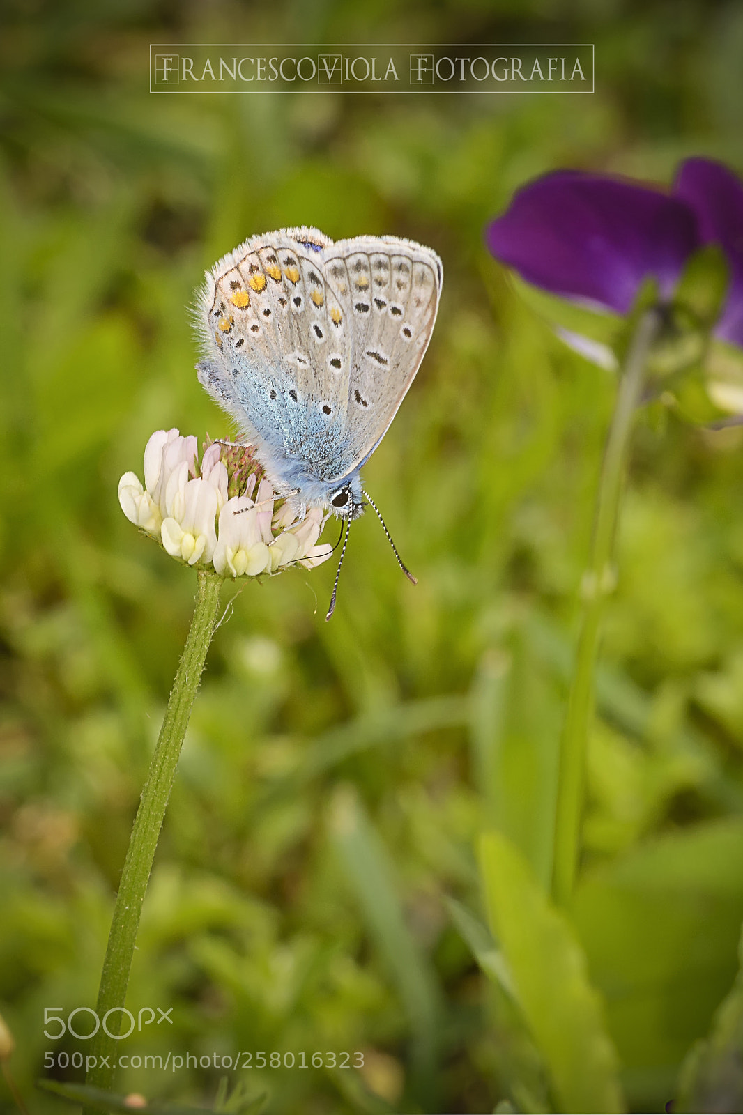 Nikon D7100 sample photo. Butterfly photography