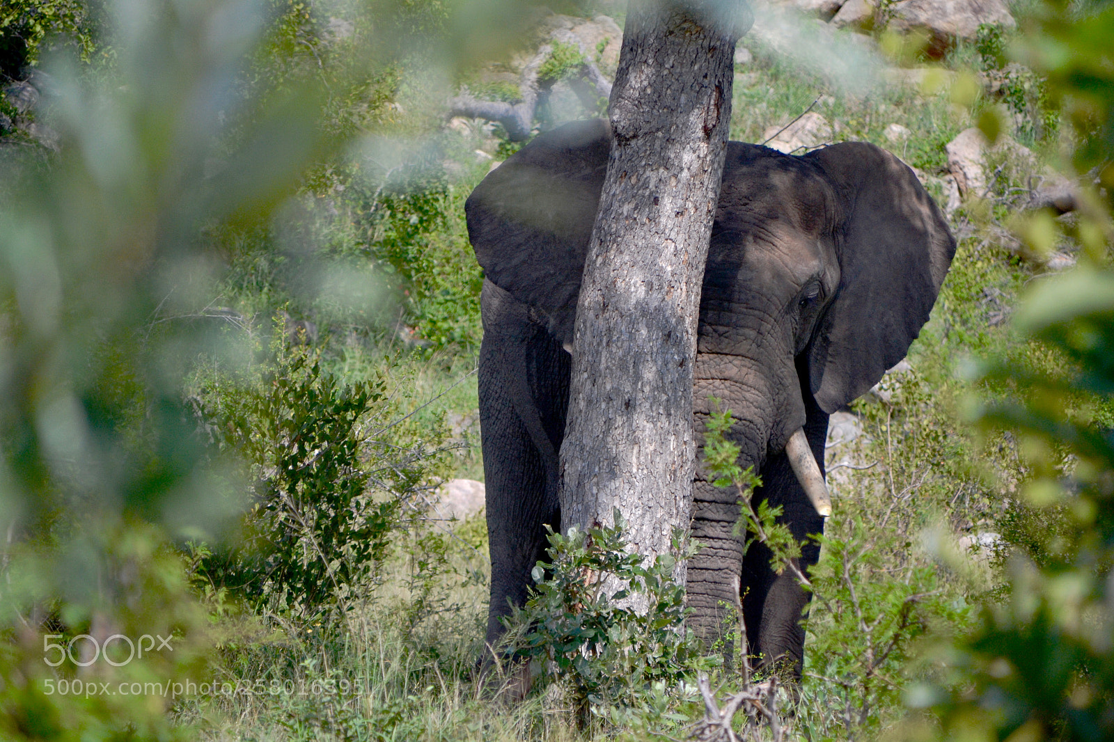 Nikon D3100 sample photo. Elephant being shy photography