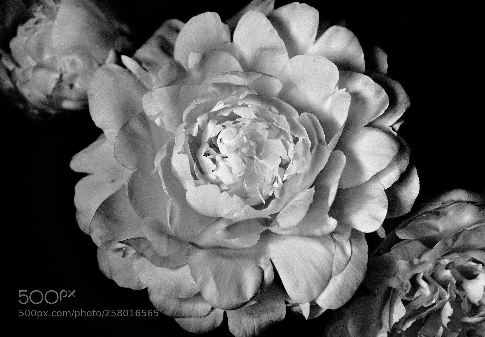 Fujifilm X-T2 sample photo. Untitled photography