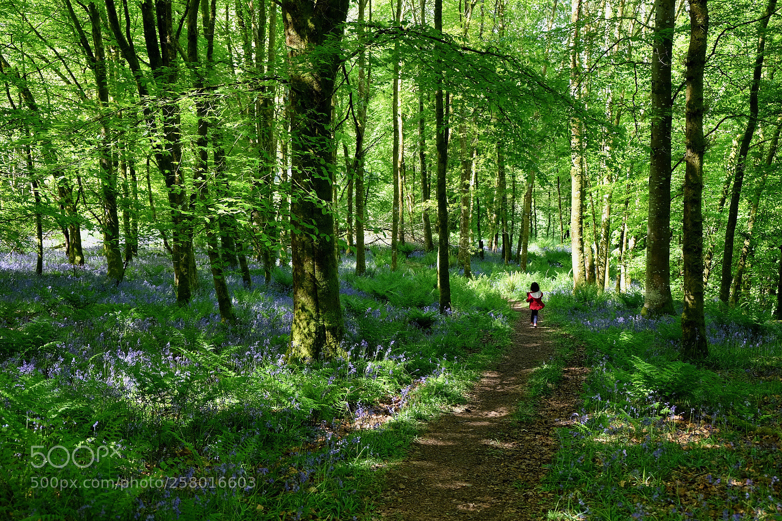 Fujifilm X-T10 sample photo. Red riding hood in photography