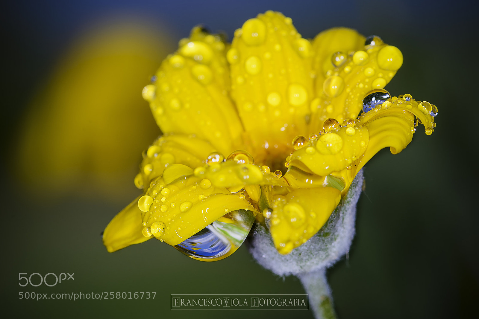 Nikon D7100 sample photo. Drops photography