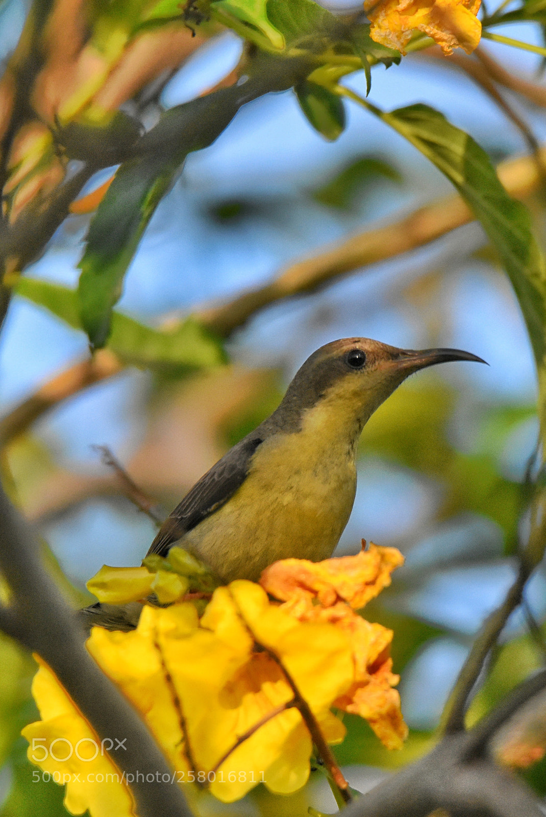 Nikon D7200 sample photo. Humming bird photography