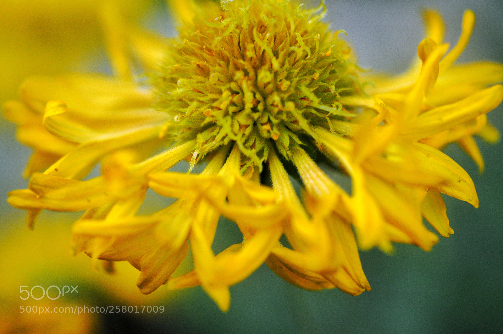 Nikon D300 sample photo. Yellow flower photography
