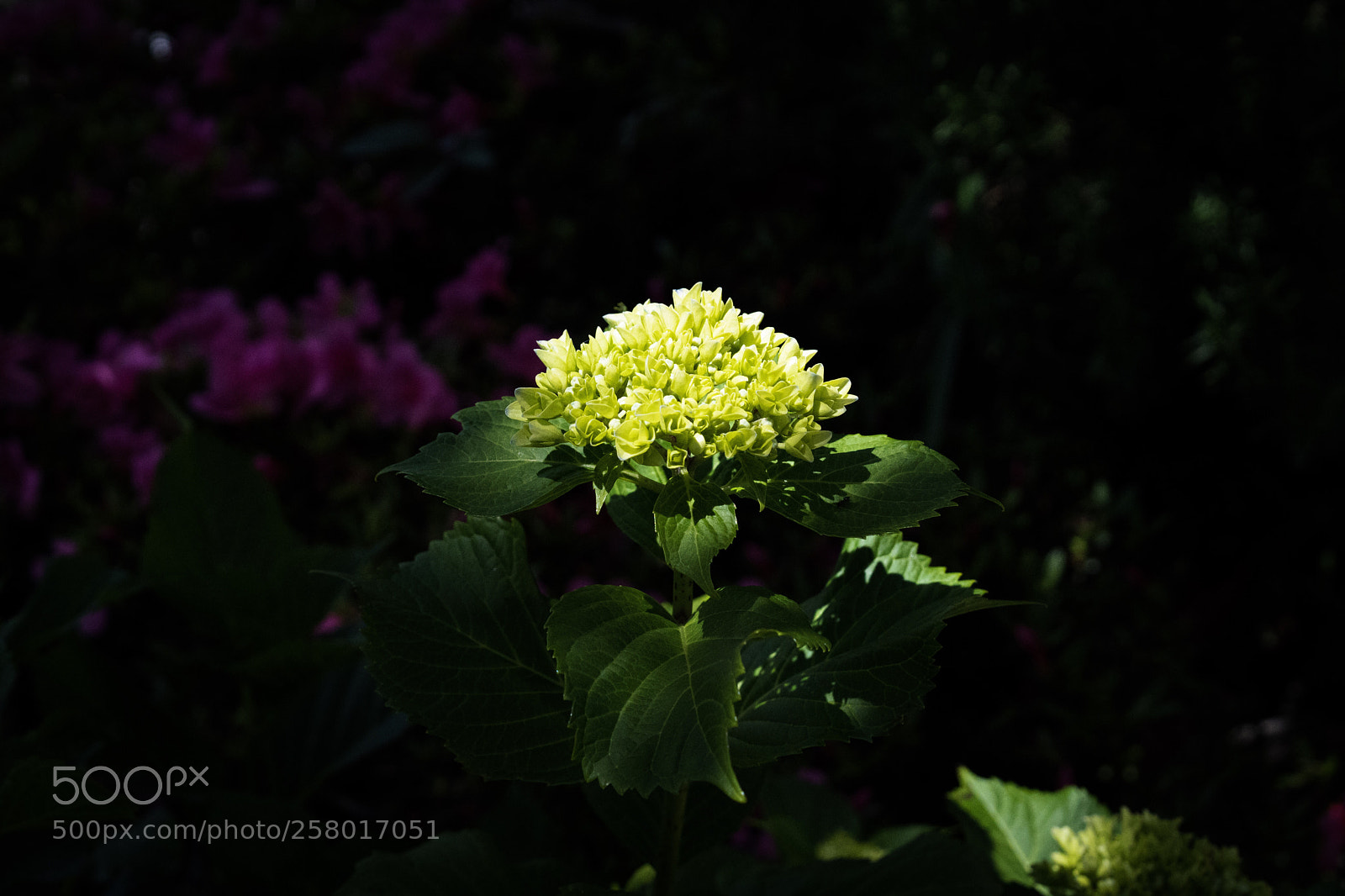 Sony a7 III sample photo. The green in the photography