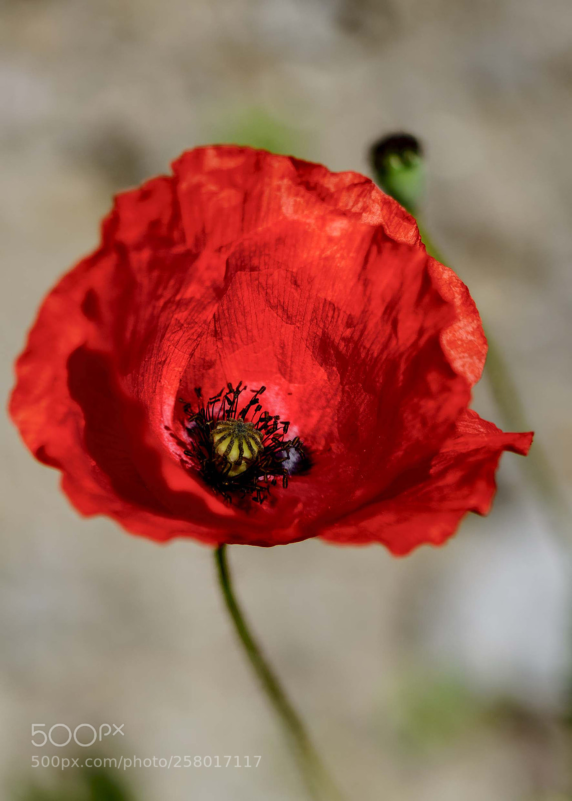 Nikon D800 sample photo. Papaver photography