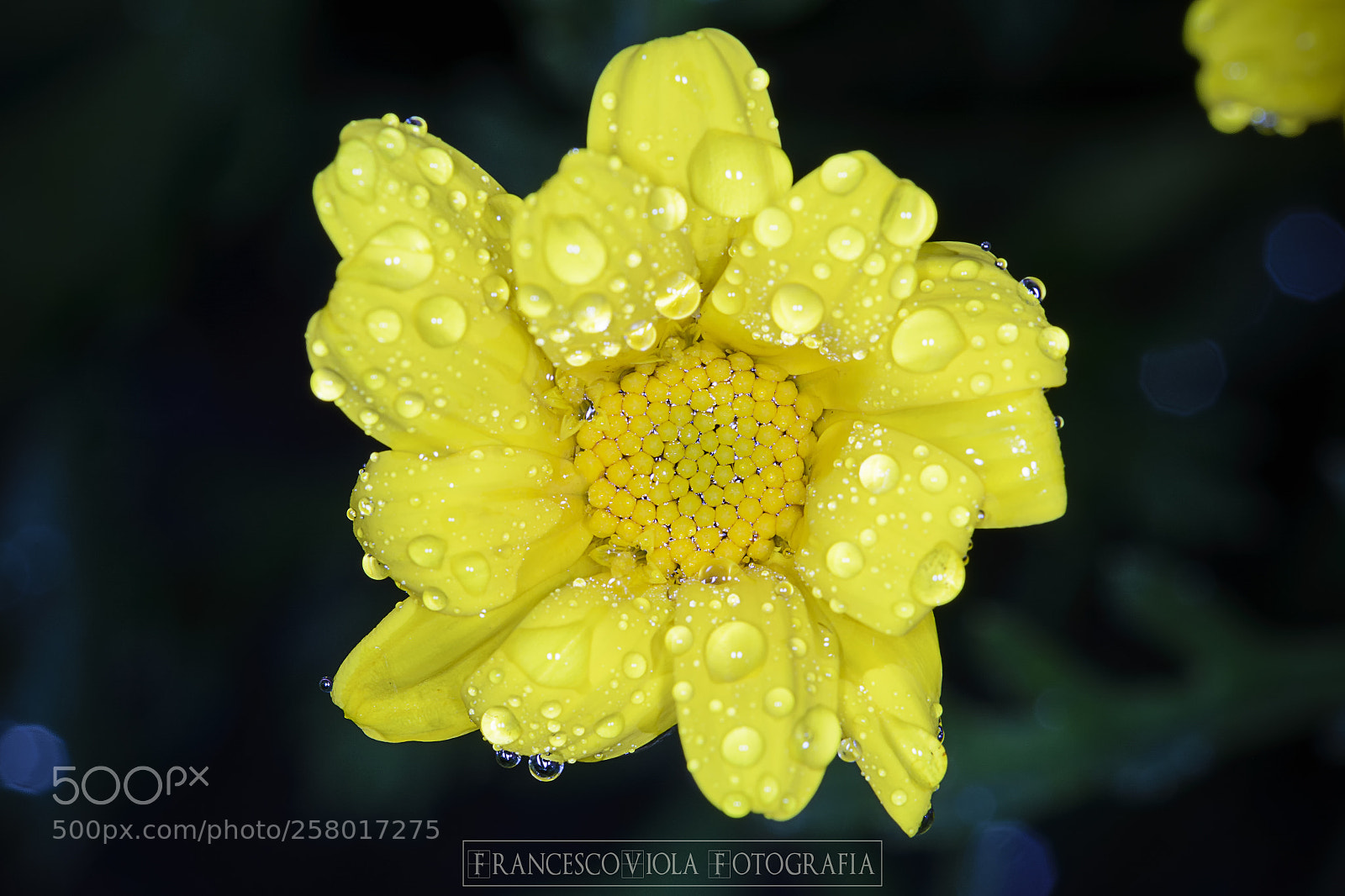 Nikon D7100 sample photo. Drops photography
