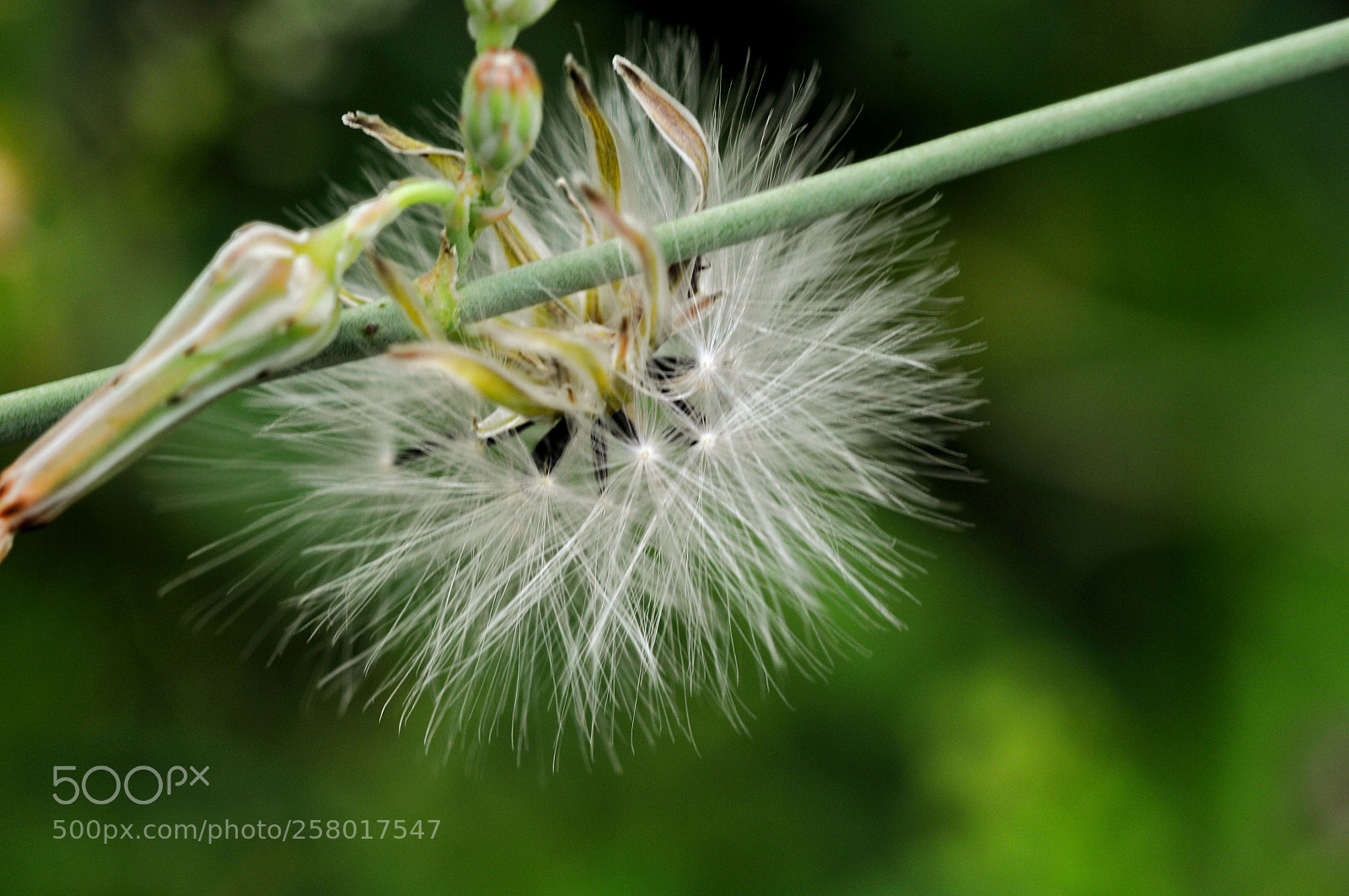 Nikon D300 sample photo. Untitled photography