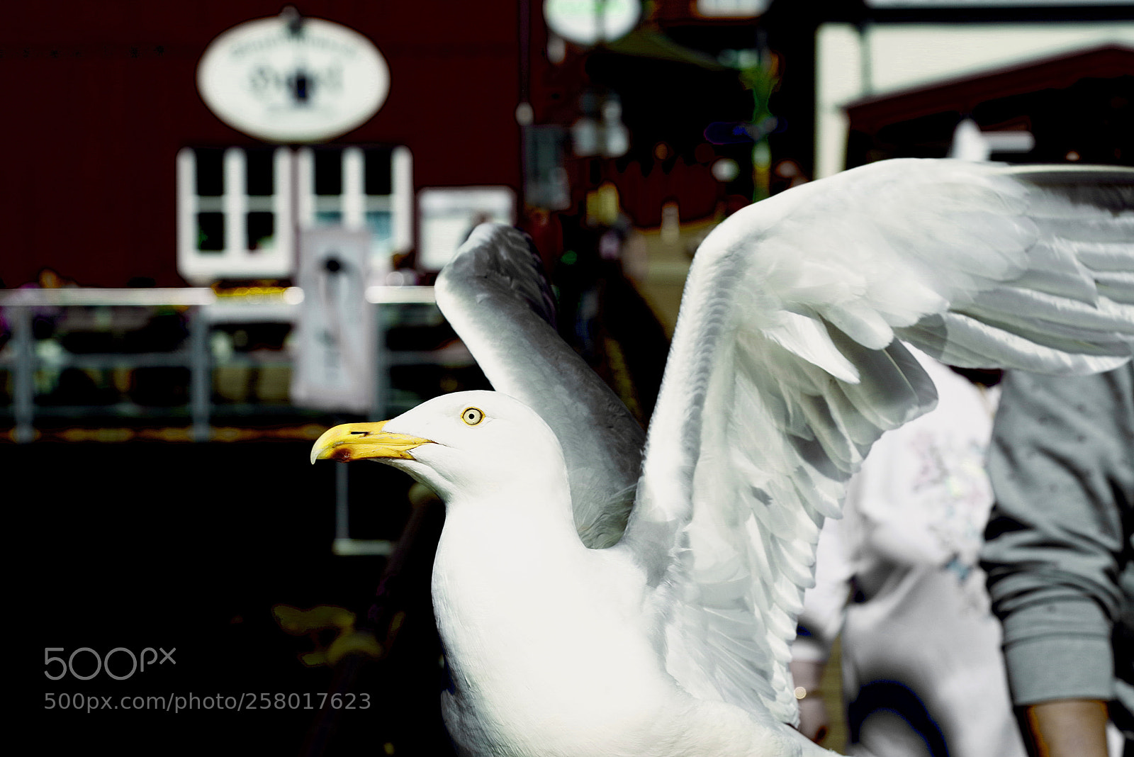 Pentax K-1 sample photo. Sea gull photography