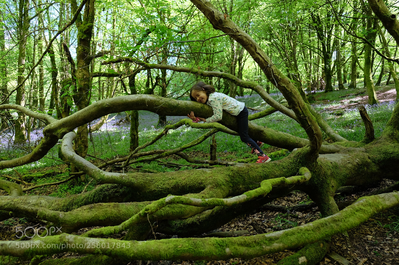 Fujifilm X-T10 sample photo. Tree hugger photography