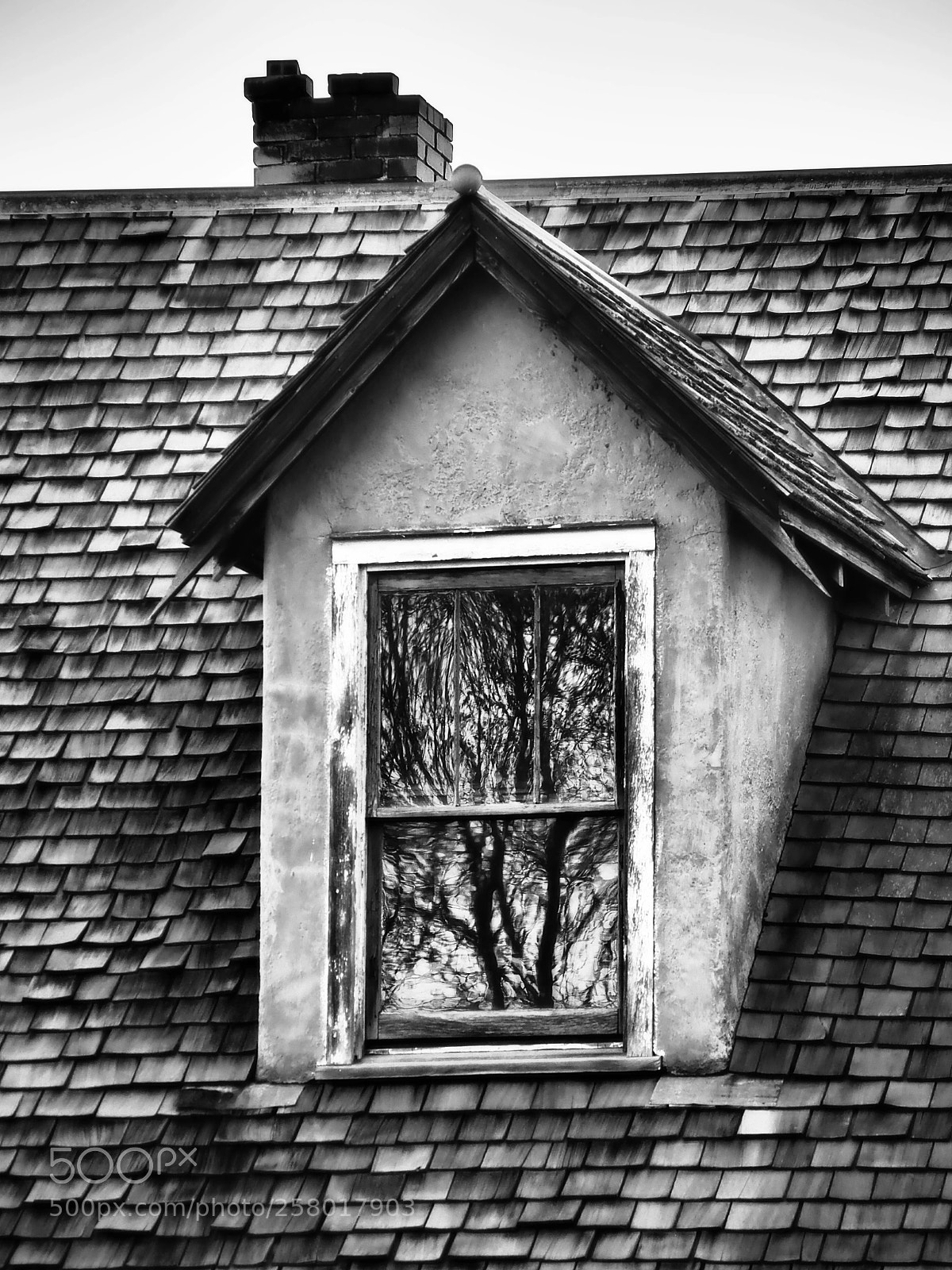 Olympus OM-D E-M10 II sample photo. I spy a tree. photography