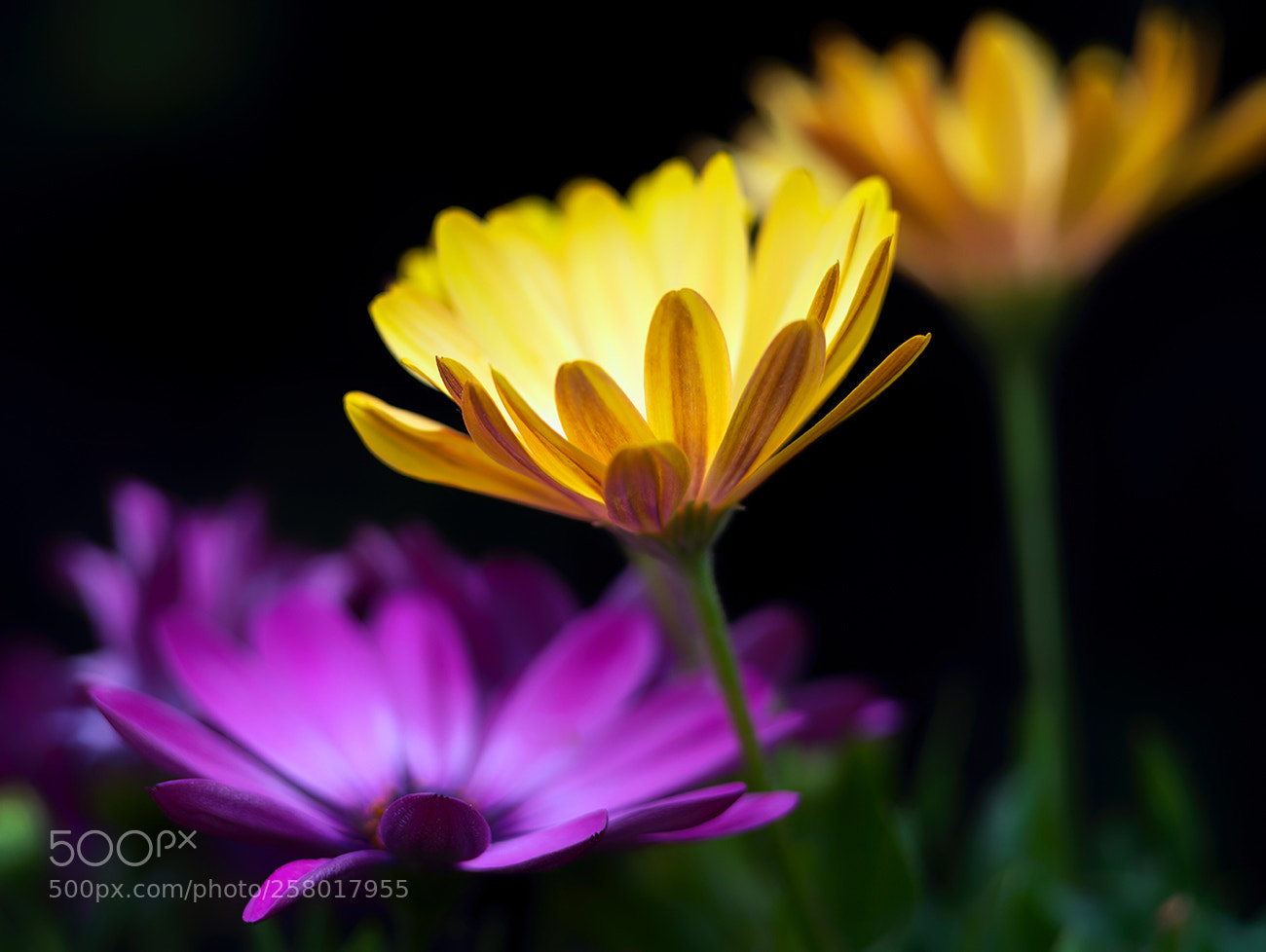 Leica SL (Typ 601) sample photo. Glow photography