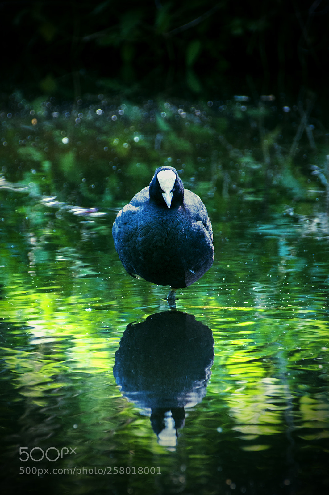 Nikon D300 sample photo. Angry bird photography