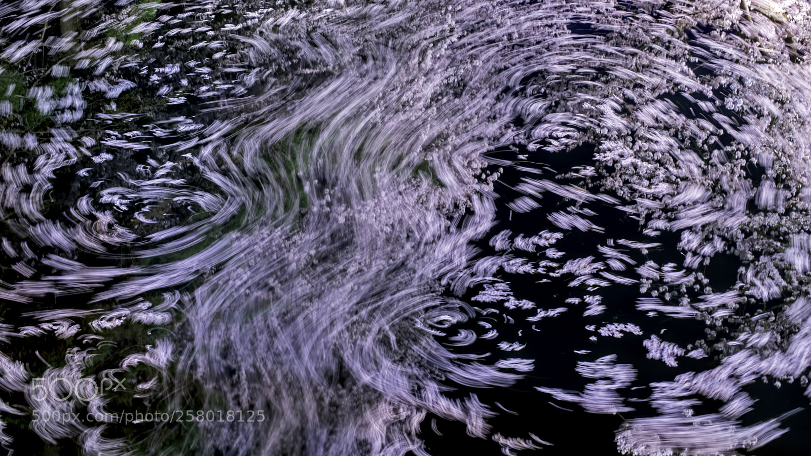 Nikon D800 sample photo. Sakura flow photography