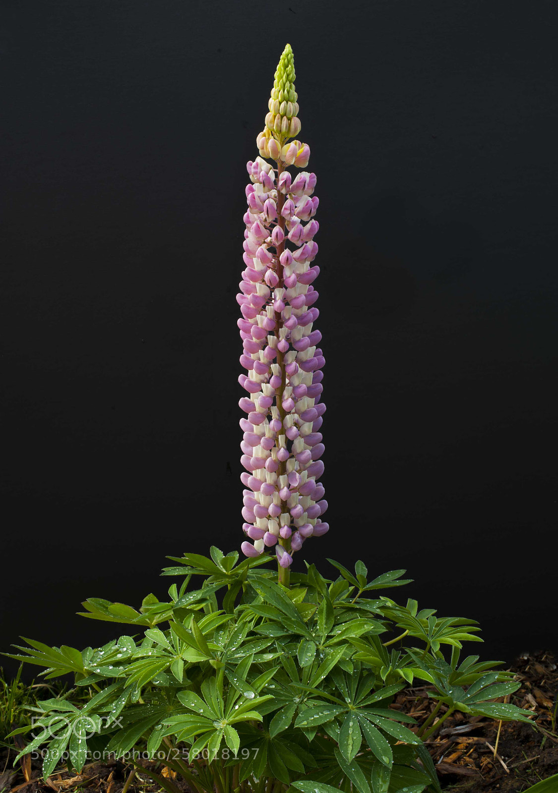 Nikon D700 sample photo. In my front yard photography