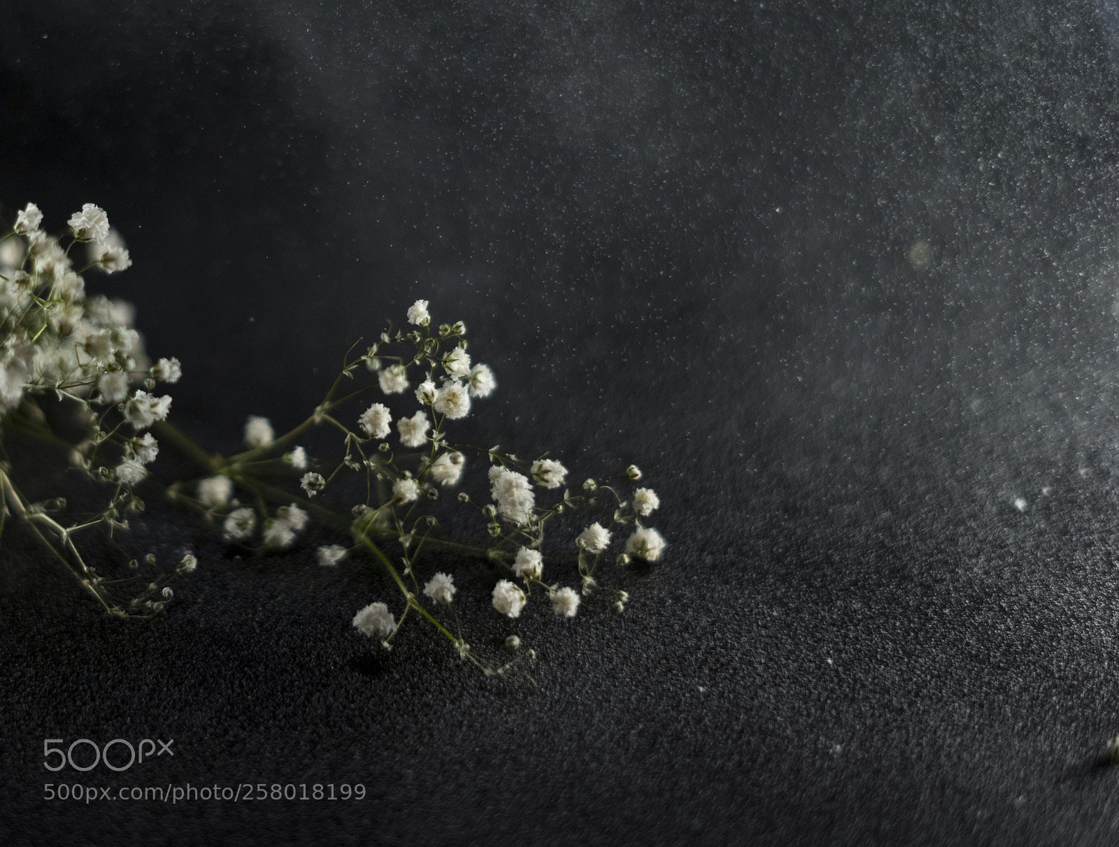 Sony a7 sample photo. White flower bouquet at photography